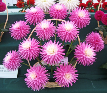 Basket Display of Dahlia ' HILLCREST CANDY '  (M.S.C.)    Jackson  UK  2008    NDS Show, RHS Wisley 2013  (David Brown)